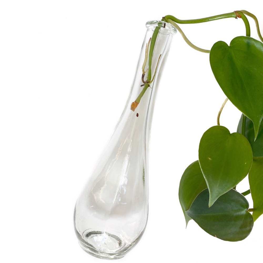 Teardrop Plant Propagation Bud Vase Clear Glass Small Flower Vase Boho - Picture 3 of 5